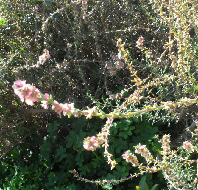 Salsola oppositifolia